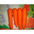 Nueva zanahoria de cultivo 80-150g